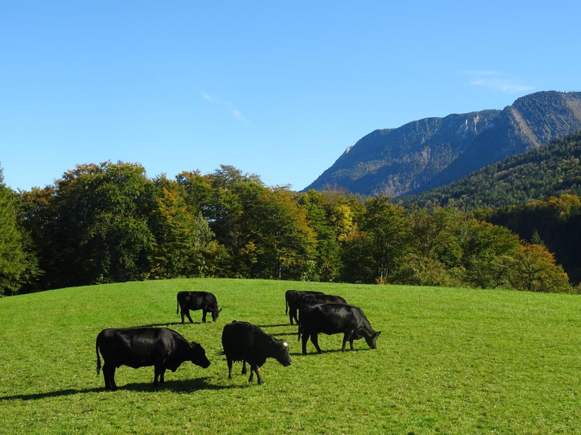 Bio Bauernhof Eggerhof Villa ชตรอเบิล ภายนอก รูปภาพ